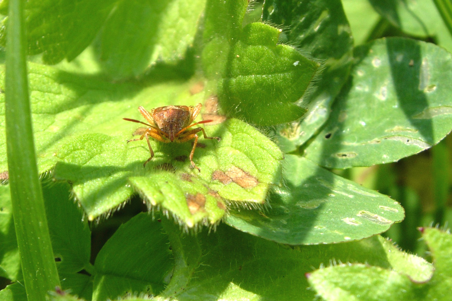 Stictopleurus,  Lygaeus & Lygaeosoma (Heteroptera)